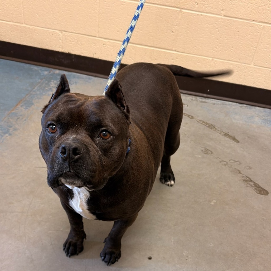 Shelter Stray Female Dog last seen , Memphis, TN 38133