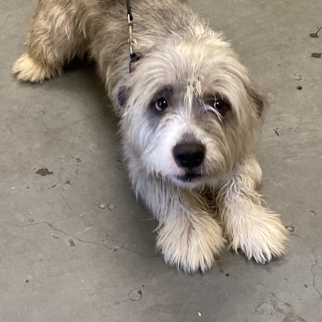 Shelter Stray Female Dog last seen , Memphis, TN 38133