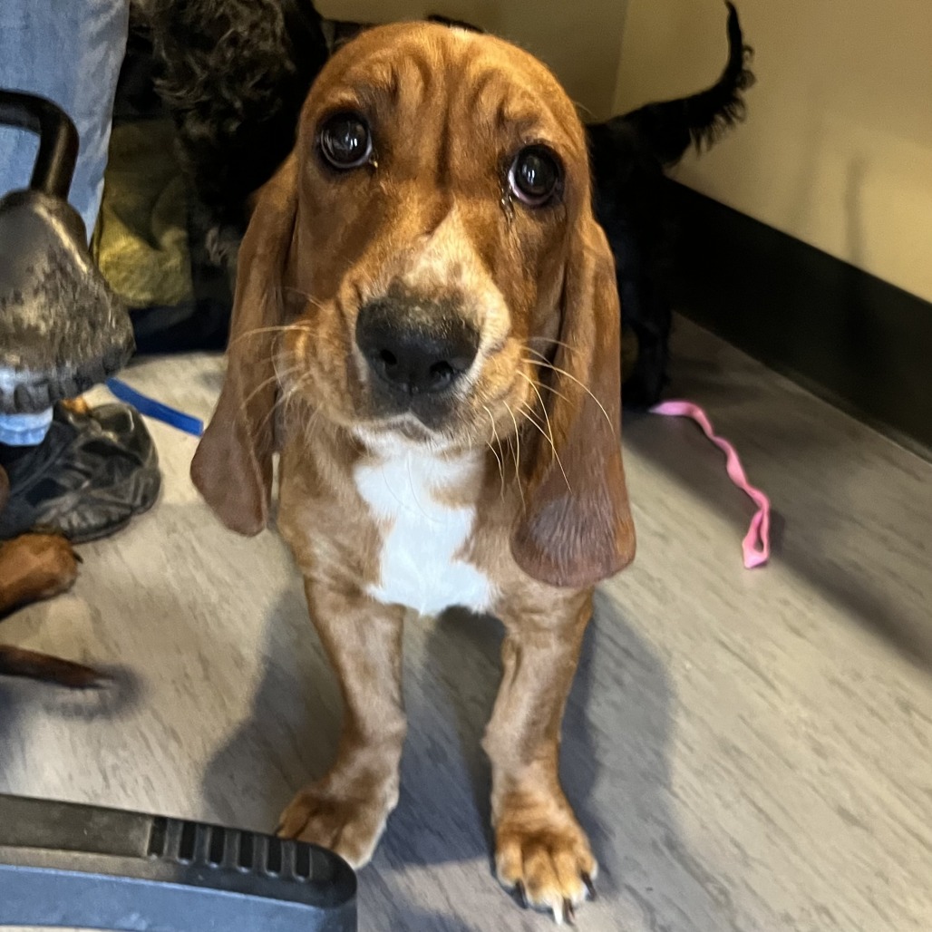 Shelter Stray Female Dog last seen , Palm Springs, CA 92264