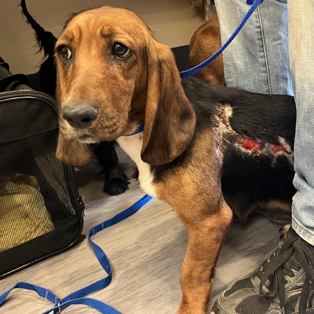 Shelter Stray Female Dog last seen , Palm Springs, CA 92264