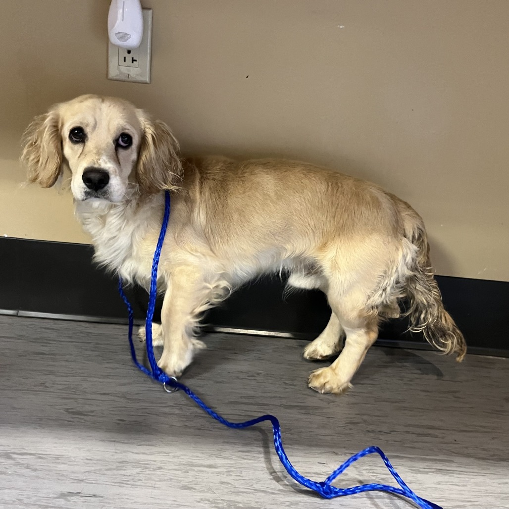 Shelter Stray Male Dog last seen , Palm Springs, CA 92264