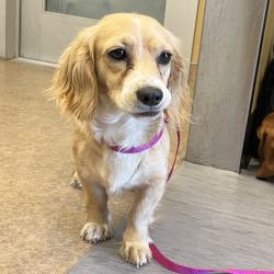 Shelter Stray Female Dog last seen , Palm Springs, CA 92264