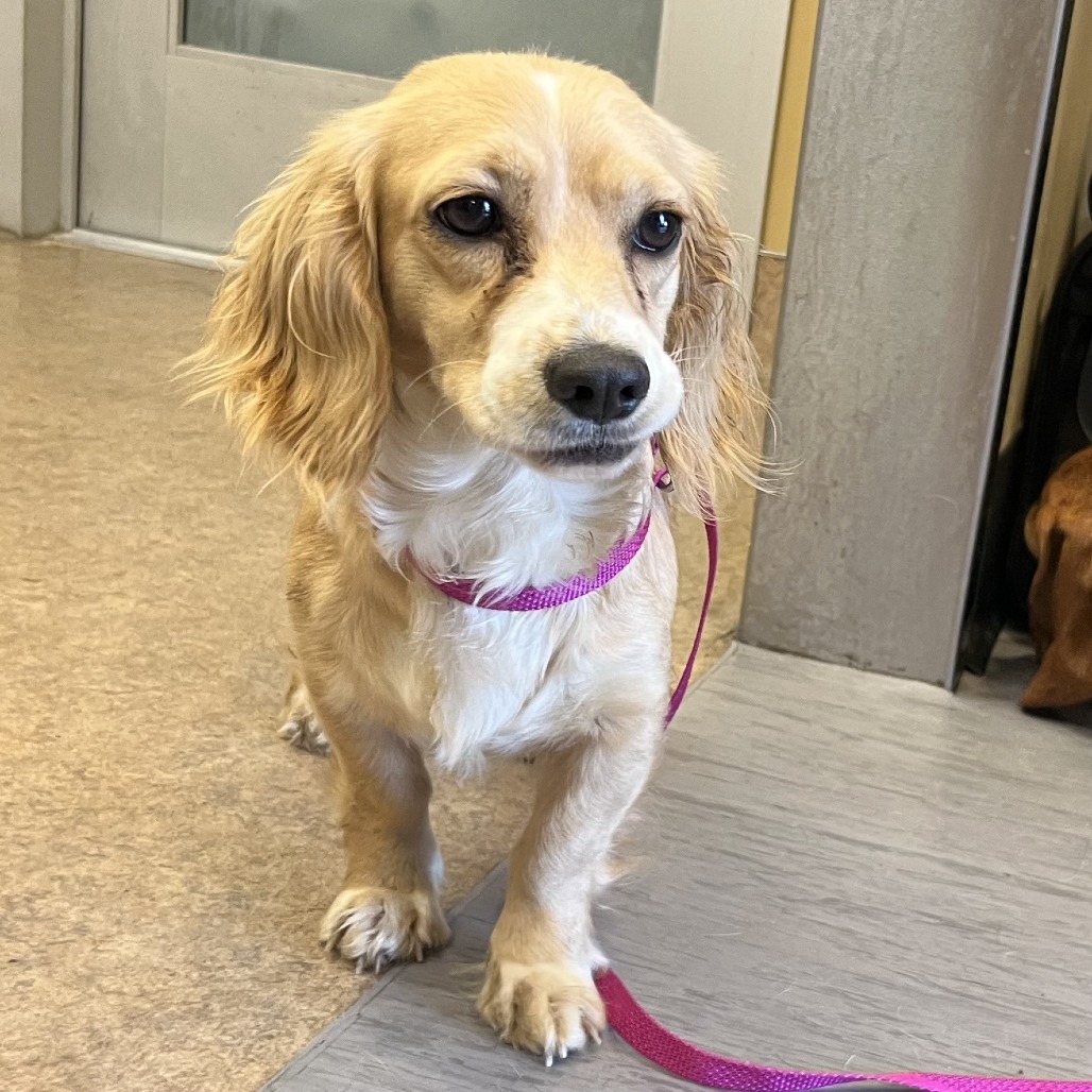 Shelter Stray Female Dog last seen , Palm Springs, CA 92264