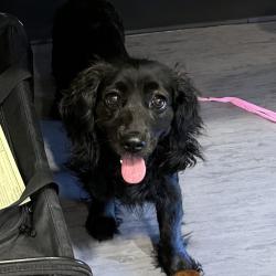 Shelter Stray Female Dog last seen , Palm Springs, CA 92264