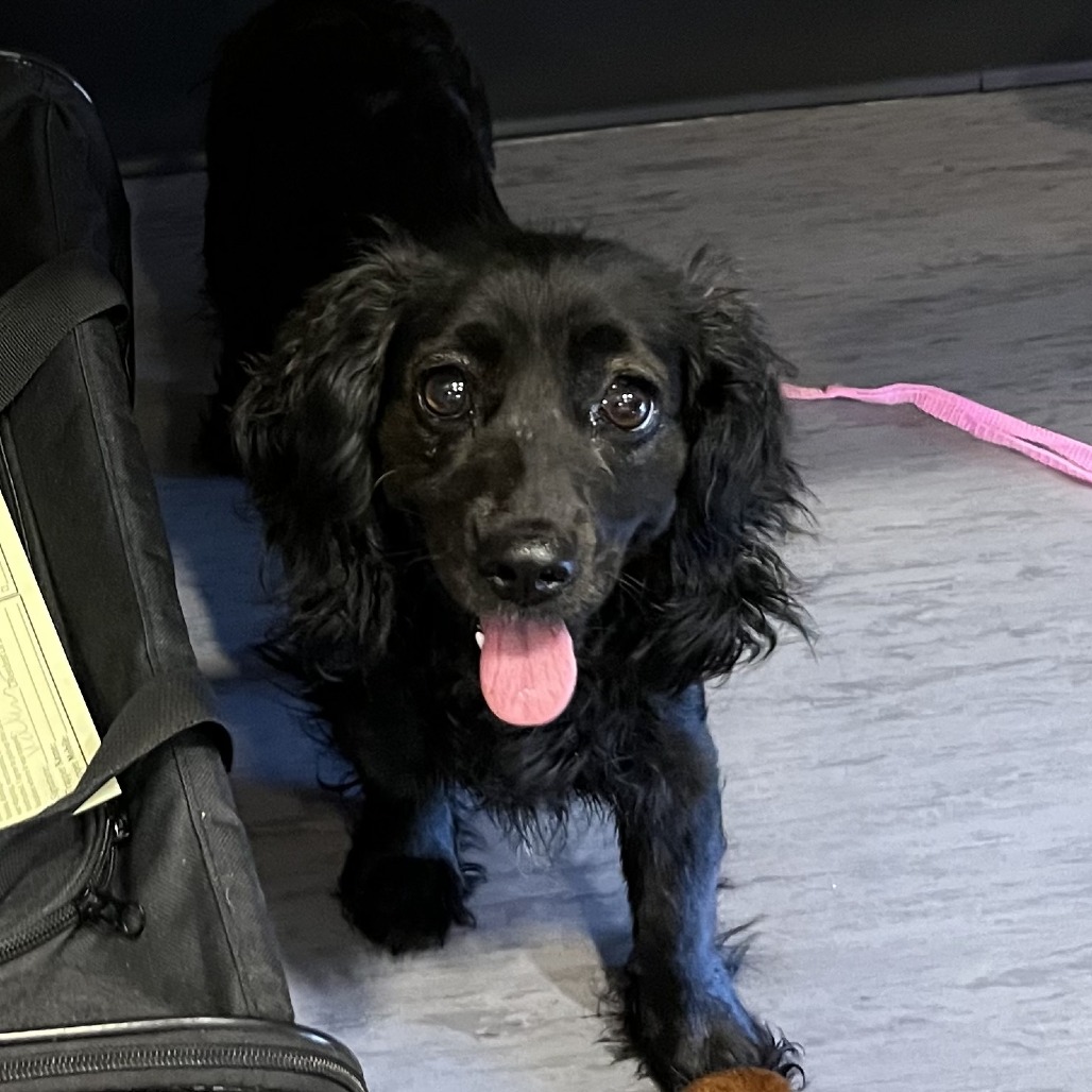 Shelter Stray Female Dog last seen , Palm Springs, CA 92264