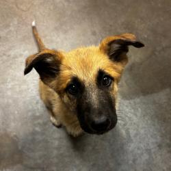 Shelter Stray Female Dog last seen , Ottawa, KS 66067