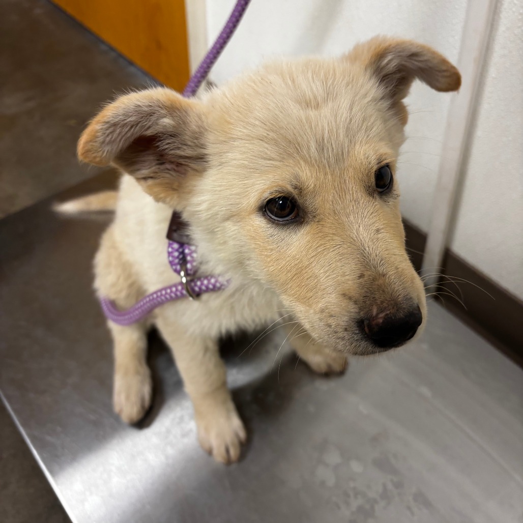 Shelter Stray Female Dog last seen , Ottawa, KS 66067