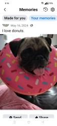 Reunited Female Dog last seen Cloud and sabino Canyon , Catalina Foothills, AZ 85750