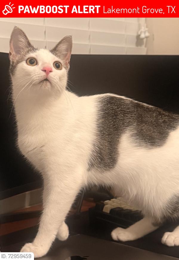 Lost Female Cat last seen Knollblossom Ln, Lakemont Grove, TX 77407