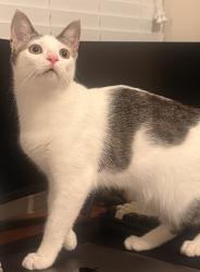 Lost Female Cat last seen Knollblossom Ln, Lakemont Grove, TX 77407