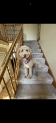 Reunited Female Dog last seen Missouri bottom road , Florissant, MO 63031