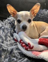 Lost Male Dog last seen Waterfall Way/Rolling Hills Ln, Dallas, TX 75240