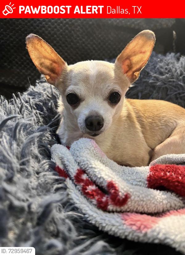 Lost Male Dog last seen Waterfall Way/Rolling Hills Ln, Dallas, TX 75240