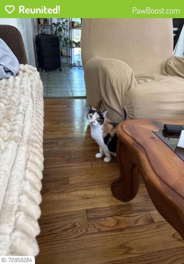 Reunited Female Cat last seen Liberty and School Street , Fairview Heights, IL 62208
