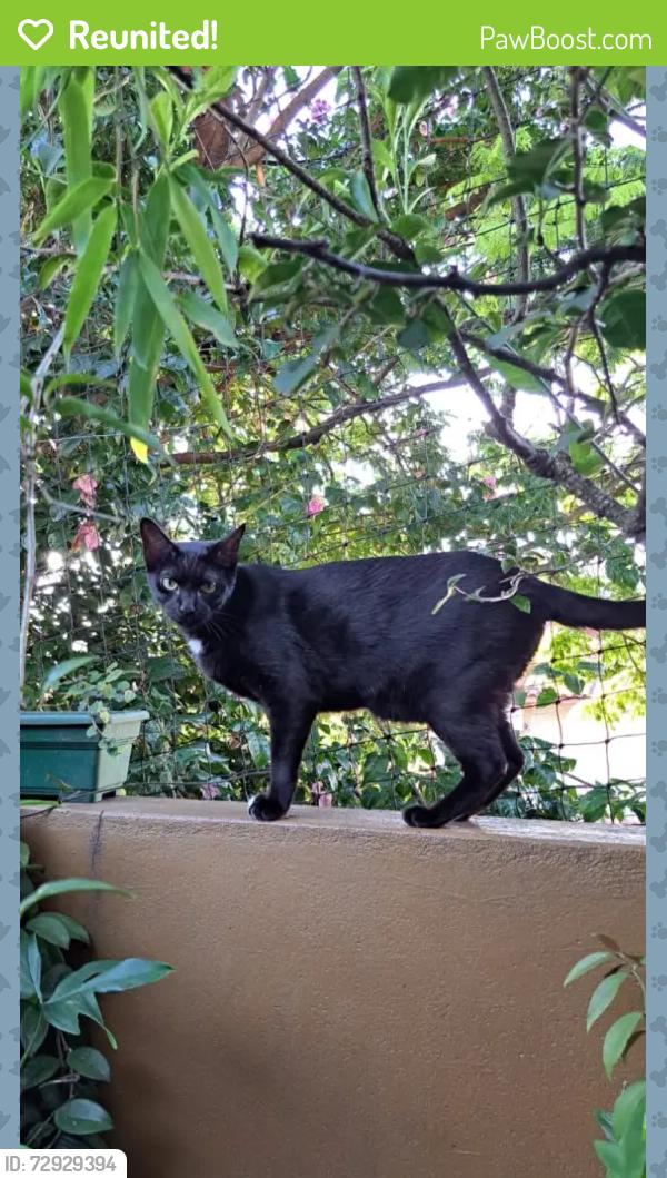 Reunited Female Cat last seen Conjunto Residencial Vista Verde , São Paulo, SP 05171-500