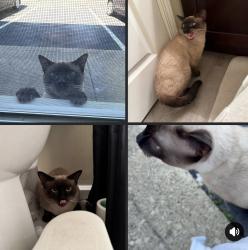 Found/Stray Male Cat last seen Dublin , Columbus, OH 43220