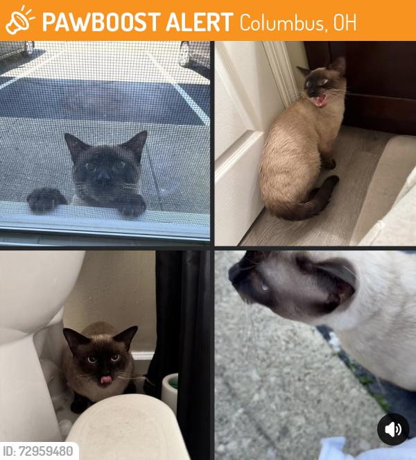 Found/Stray Male Cat last seen Dublin, Columbus, OH 43220