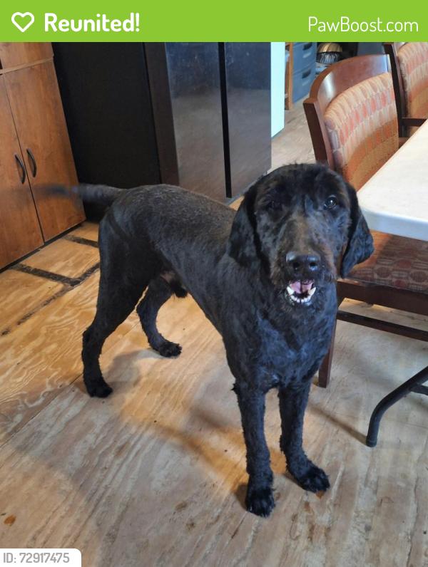 Reunited Male Dog last seen Blue Sky area, Springtown, TX 76082