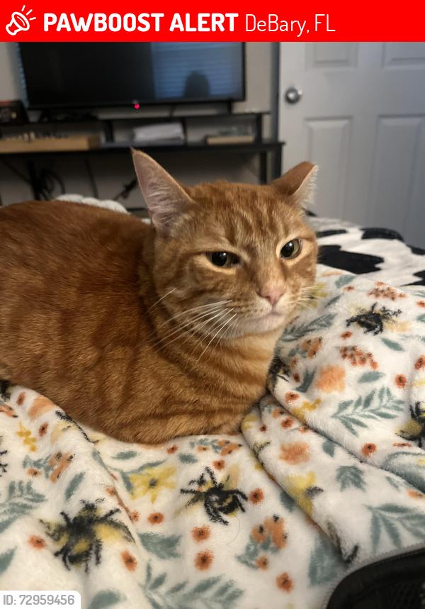Lost Female Cat last seen Debary Civic Association , DeBary, FL 32713