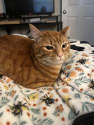Lost Female Cat last seen Debary Civic Association , DeBary, FL 32713