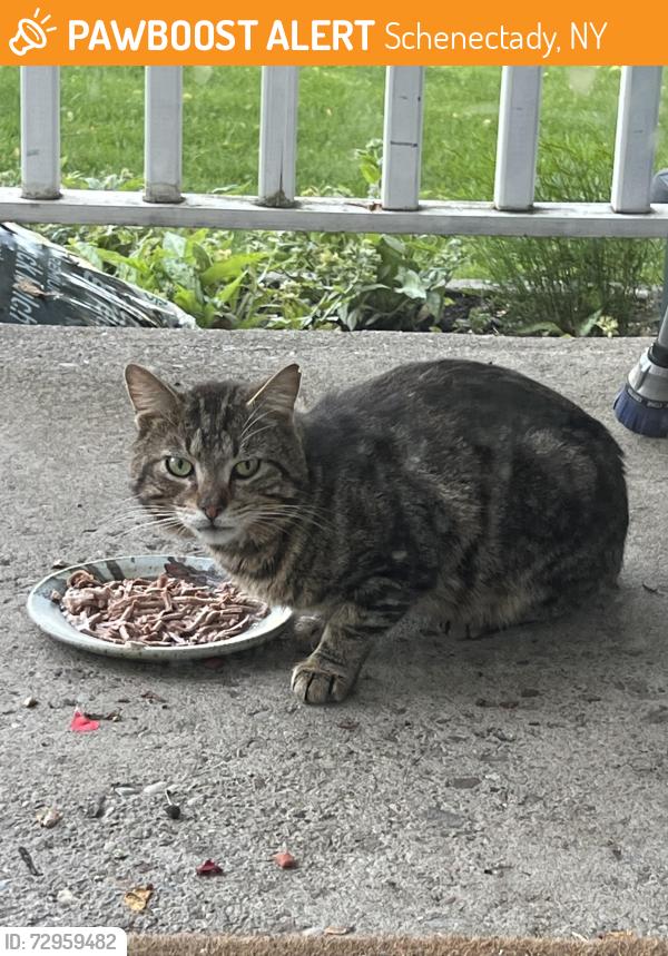 Found/Stray Unknown Cat last seen Eastholm Rd, Schenectady, NY 12304