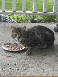 Found/Stray Unknown Cat last seen Eastholm Rd, Schenectady, NY 12304