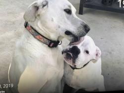 Reunited Male Dog last seen Near Lakefront & Lakedon St, San Antonio, TX 78222