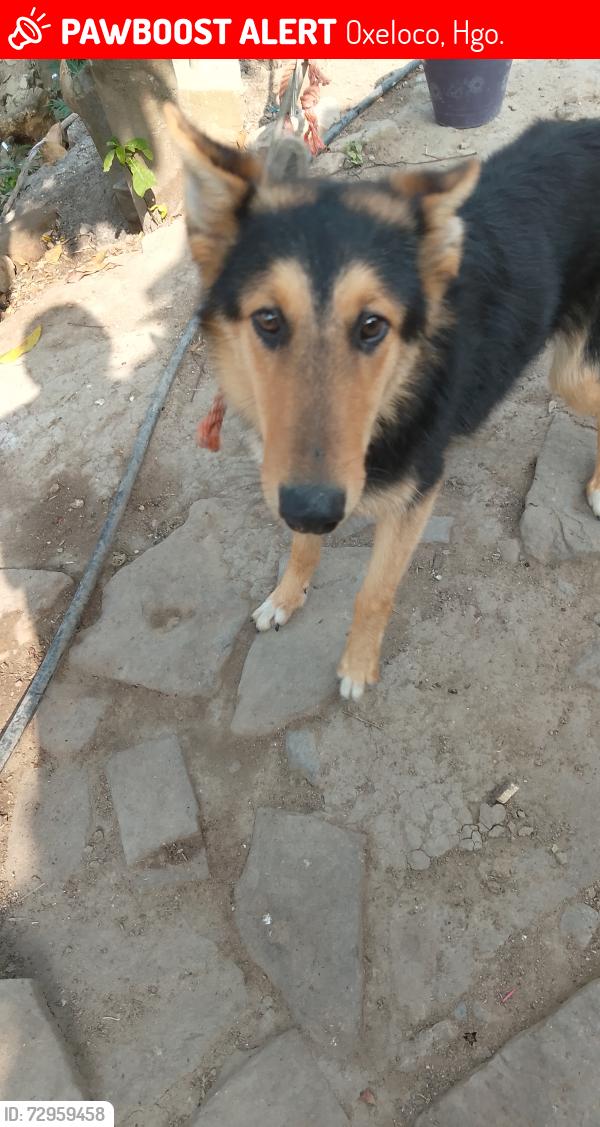Lost Female Dog last seen Oxeloco Yahualica Hidalgo, Oxeloco, Hgo. 43084