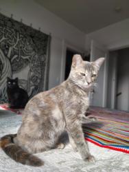 Lost Female Cat last seen Calamace Dr & Newgate way , Dixon, CA 95620