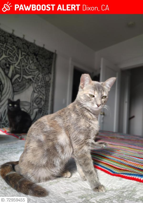 Lost Female Cat last seen Calamace Dr & Newgate way , Dixon, CA 95620