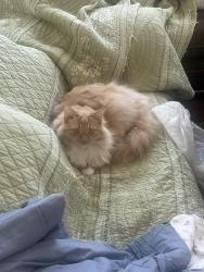Reunited Female Cat last seen Brattle Street, Worcester, MA 01606