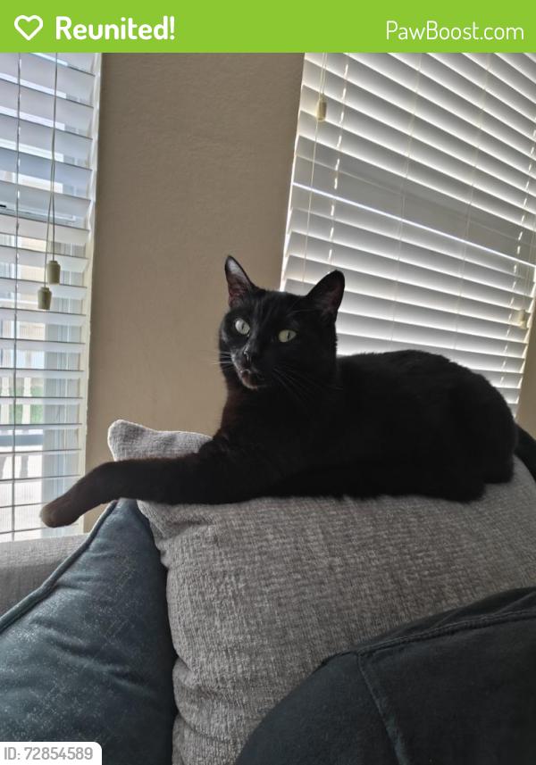 Reunited Female Cat last seen Near Forsythe Dr , Savannah, TX 76227