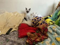 Reunited Male Cat last seen Edinger and Sher , Huntington Beach, CA 92647