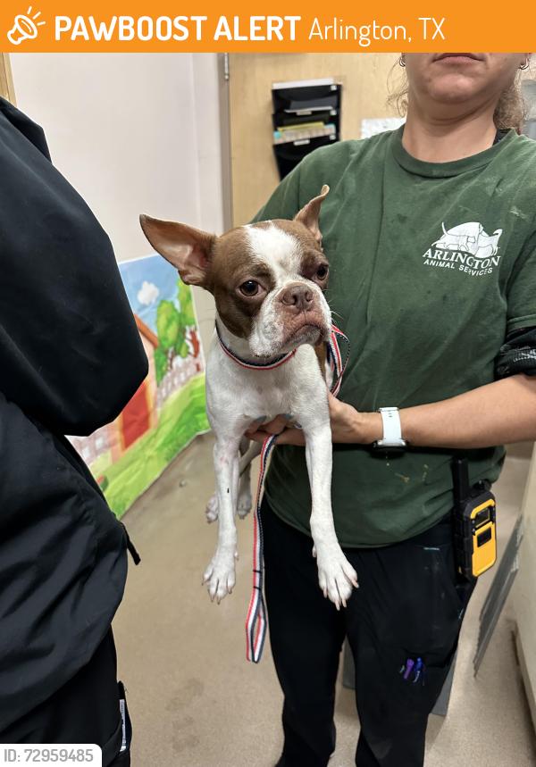 Found/Stray Female Dog last seen Collins and Castle Rock senior living , Arlington, TX 76018