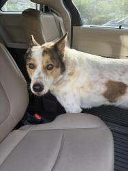 Found/Stray Male Dog last seen Greene St, Philadelphia, PA 19144