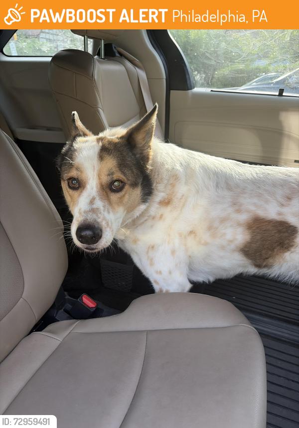 Found/Stray Male Dog last seen Greene St, Philadelphia, PA 19144