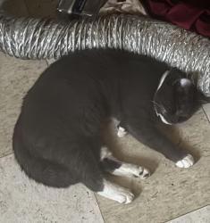 Lost Male Cat last seen McDowell st and Chapel, Columbus, OH 43215