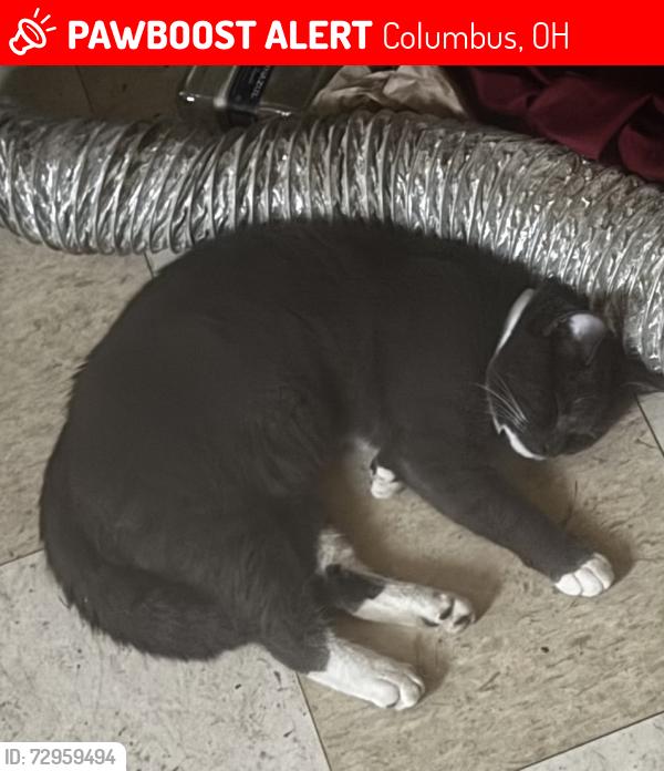 Lost Male Cat last seen McDowell st and Chapel, Columbus, OH 43215
