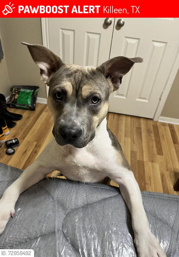 Lost Female Dog last seen Flamingo dr, Killeen, TX 76549