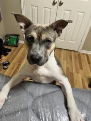 Lost Female Dog last seen Flamingo dr, Killeen, TX 76549