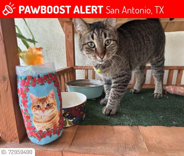 Lost Female Cat last seen Greenwich , San Antonio, TX 78209