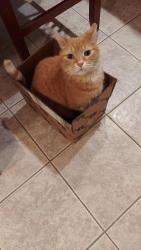 Lost Male Cat last seen Sycamore St, Somerville, MA 02143