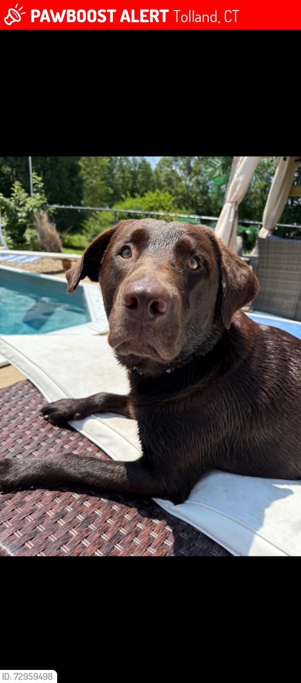 Lost Male Dog last seen Near Weigold Road Tolland CT, Tolland, CT 06084
