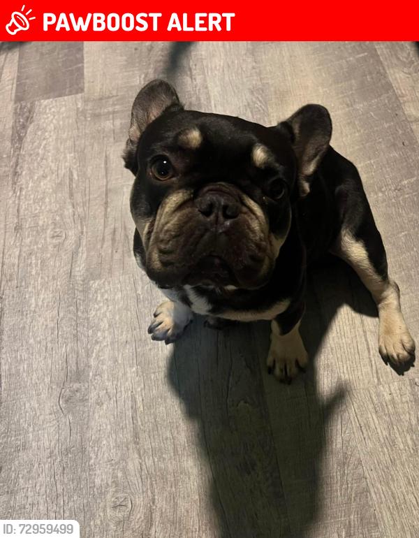 Lost Male Dog last seen Bill Reed Rd and Standifer Gap by Wolftever, Hamilton County, TN 37363