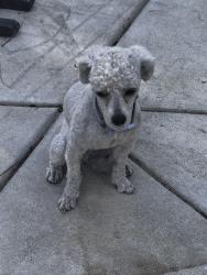 Found/Stray Male Dog last seen Seventy First High School, Fayetteville, NC 28304
