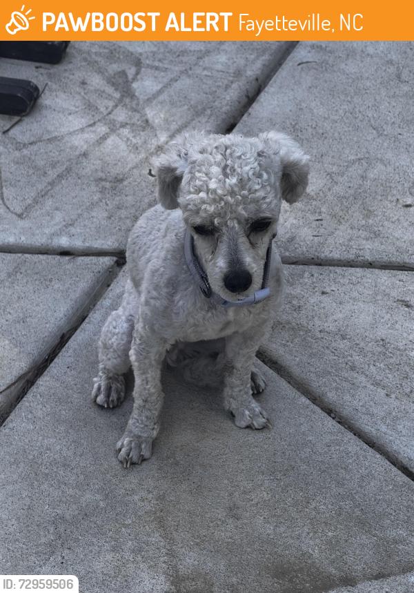 Found/Stray Male Dog last seen Seventy First High School, Fayetteville, NC 28304
