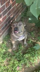 Reunited Female Dog last seen Near Hyden Dr, Arlington, TX 76001, USA, Arlington, TX 76001