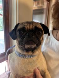 Found/Stray Female Dog last seen Prairie Ridge Boulevards, Venus, TX 76084