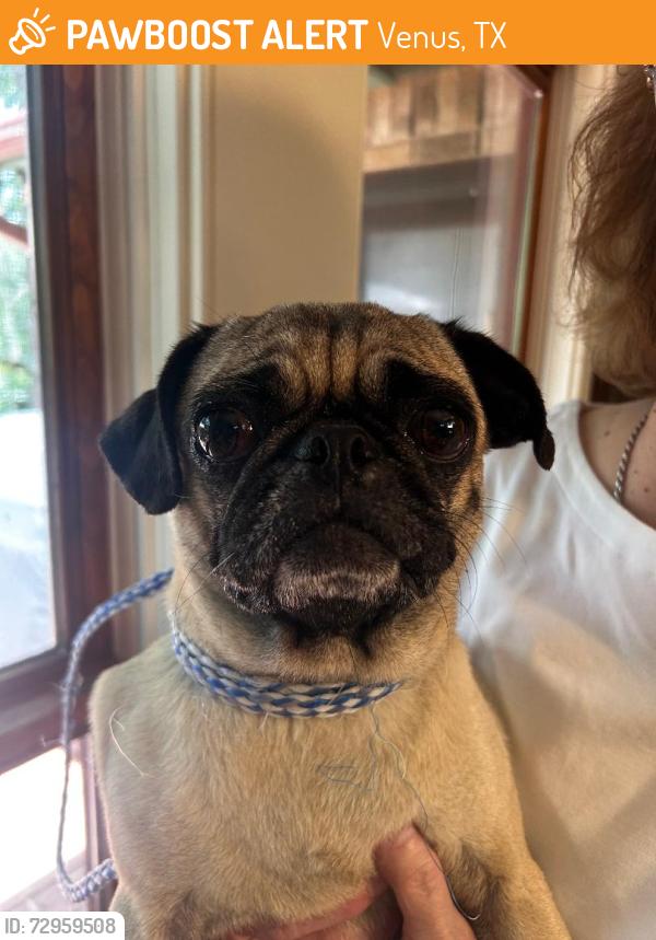 Found/Stray Female Dog last seen Prairie Ridge Boulevards, Venus, TX 76084