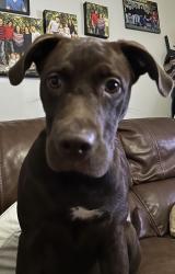 Lost Female Dog last seen Eudy and Spring street, New London, NC 28127